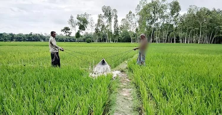 ভূরুঙ্গামারীতে মিলছে না সরকারি সার, বিপকে কৃষক