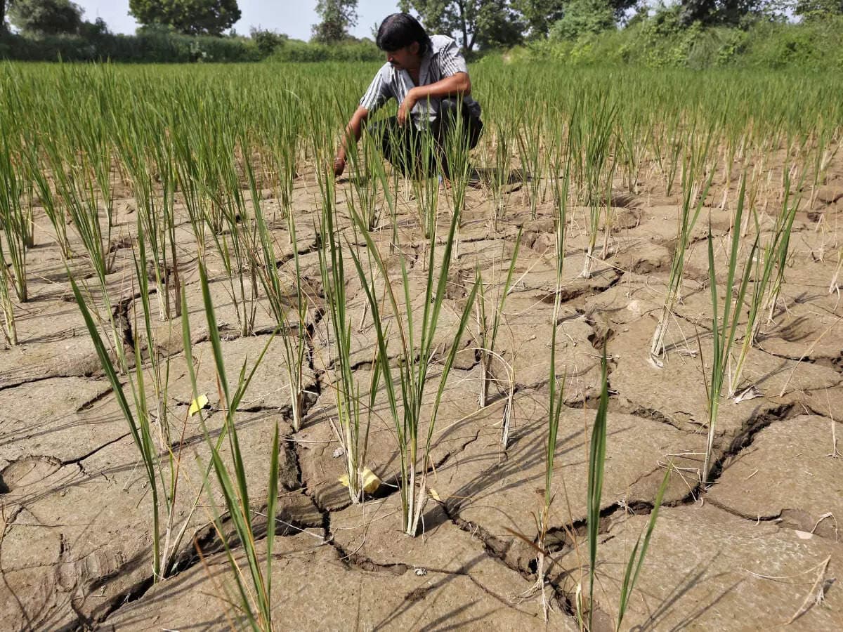 El Nino effect: Monsoon deficit hits 15%; Key pulses and oilseeds at risk