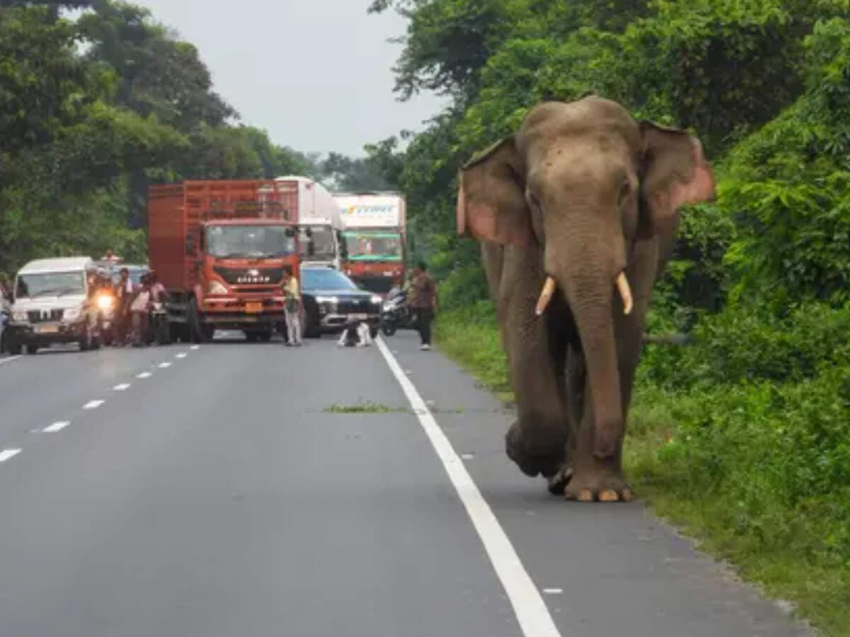 NHAI makes 80% plantation key to highway completion certificate