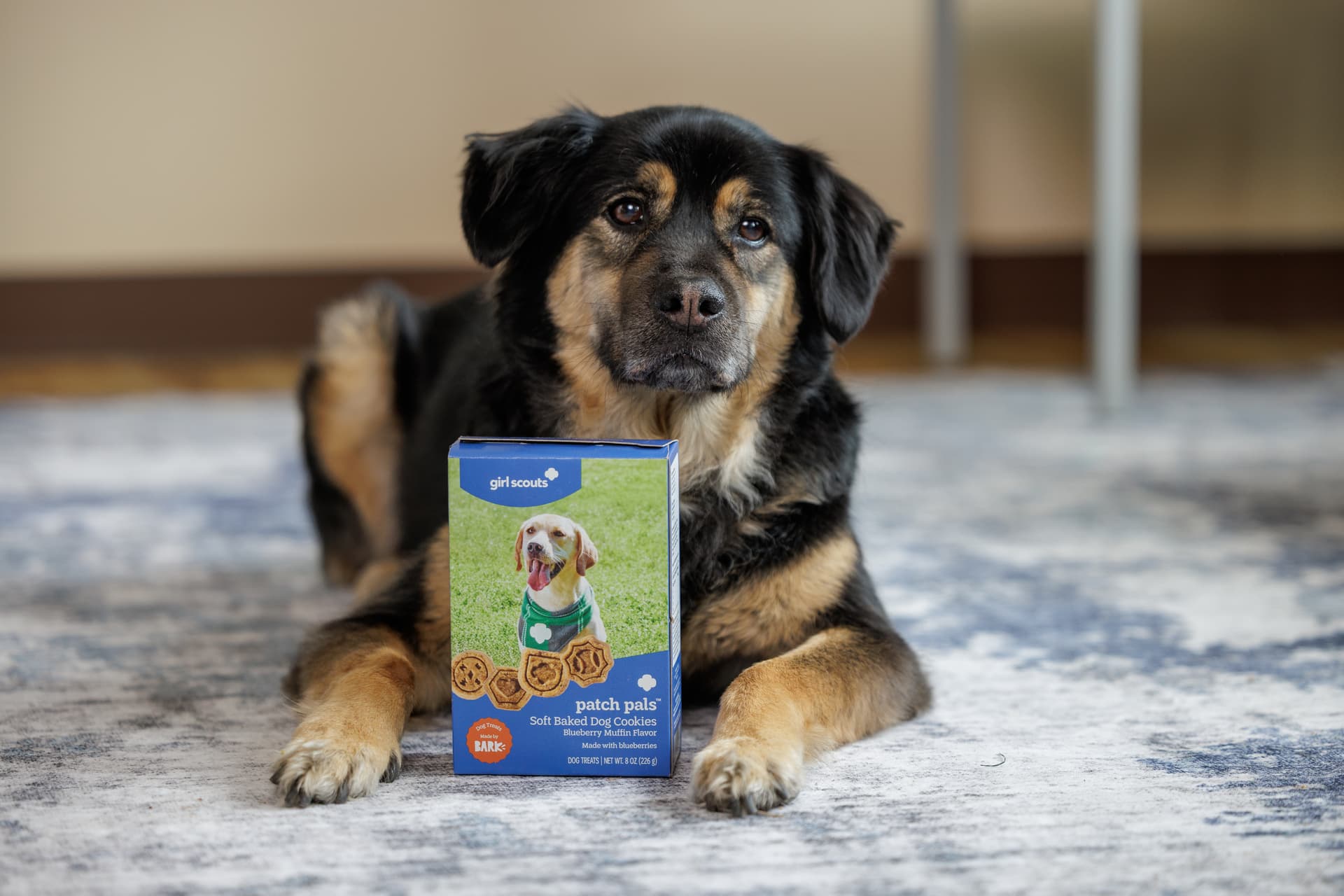 Girl Scouts Launch New Treats for Dogs and Humans