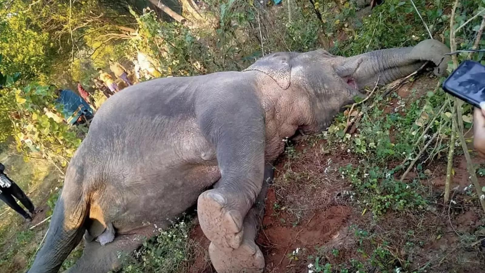 Elephant : ఏనుగు మృతిపై పవన్ విచారం..దర్యాప్తునకు ఆదేశం