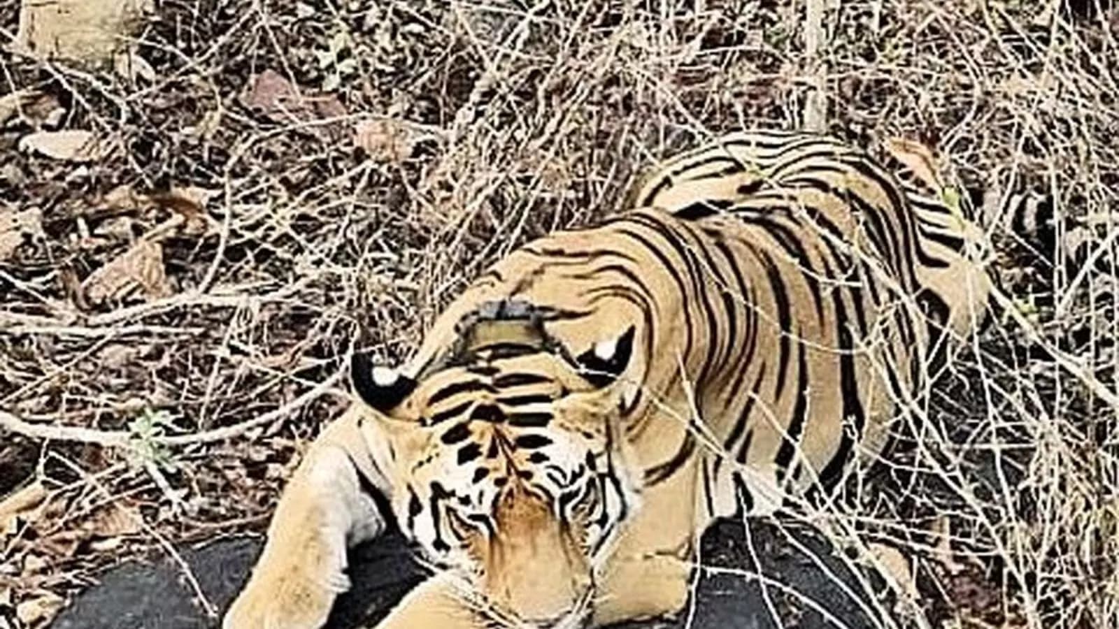 Tiger : ఏలూరు జిల్లాలో పులి సంచారం