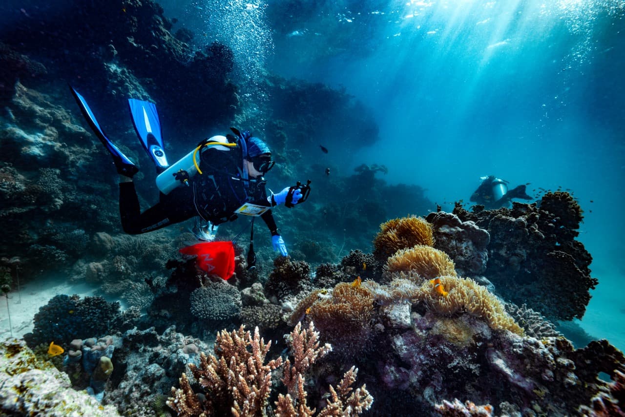 Red Sea heatwave gives researchers a rare test of coral resilience