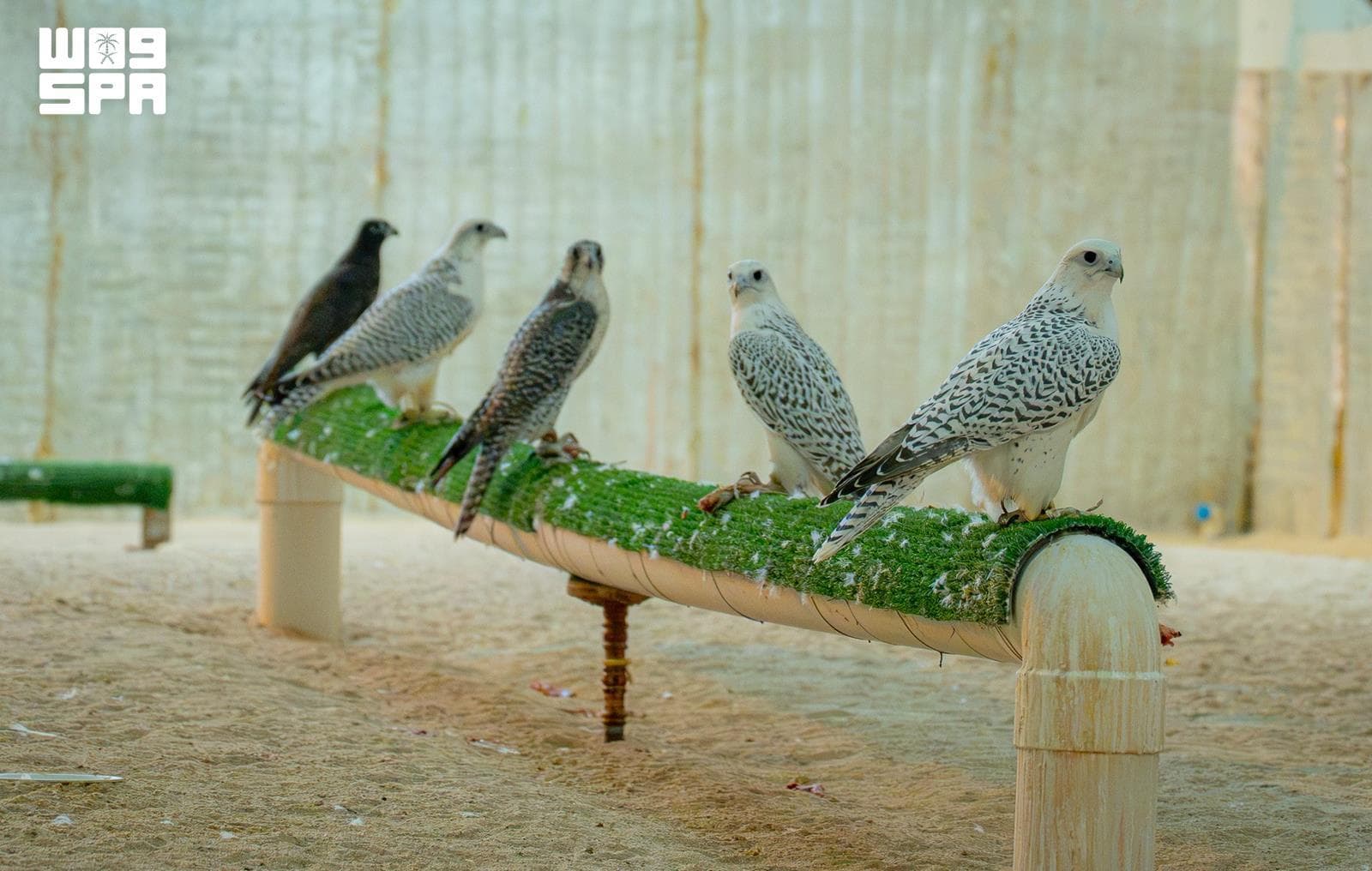 Qassim mews prepare falcons for the field