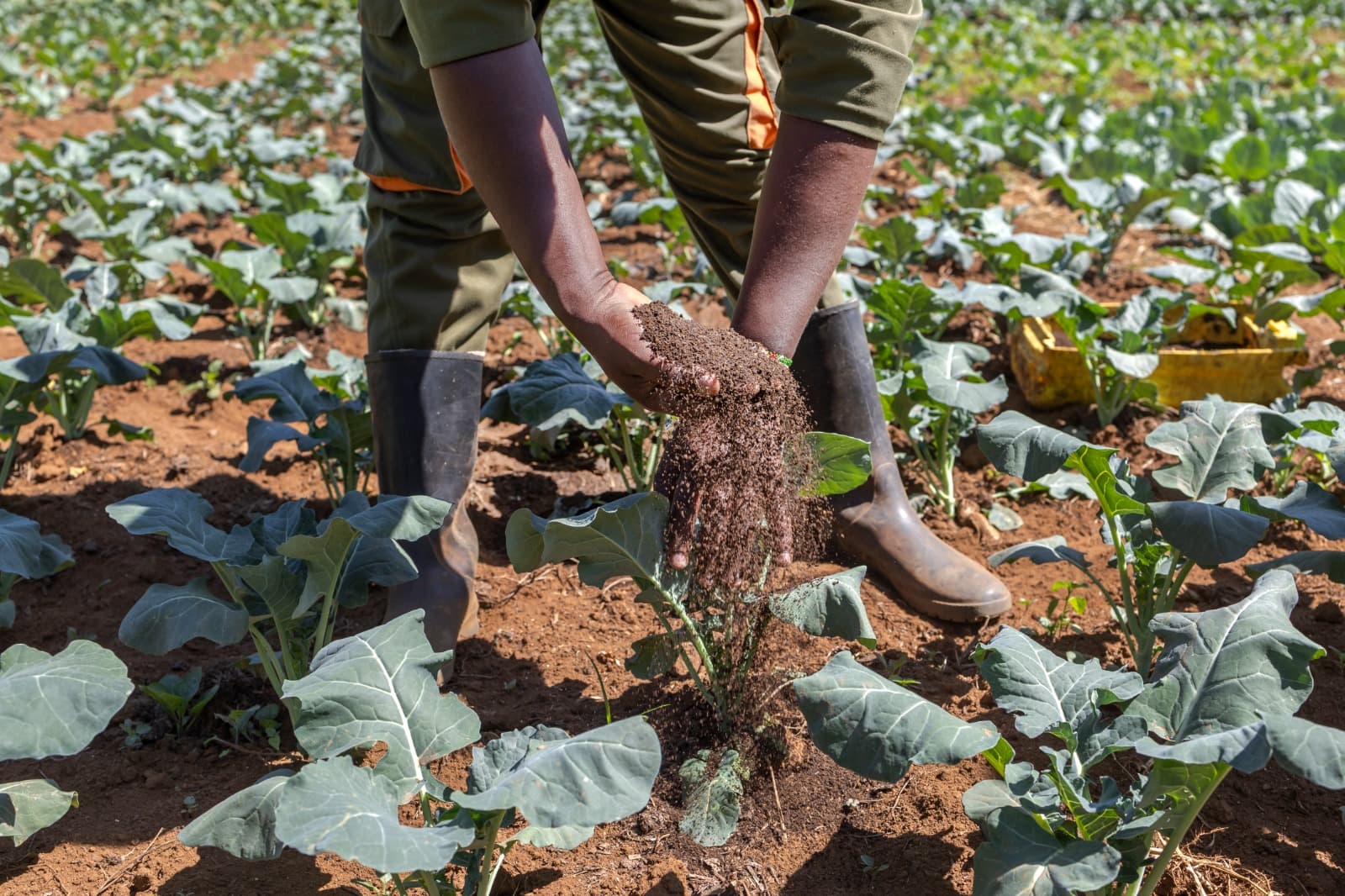 The strategic importance of fertilizer supply