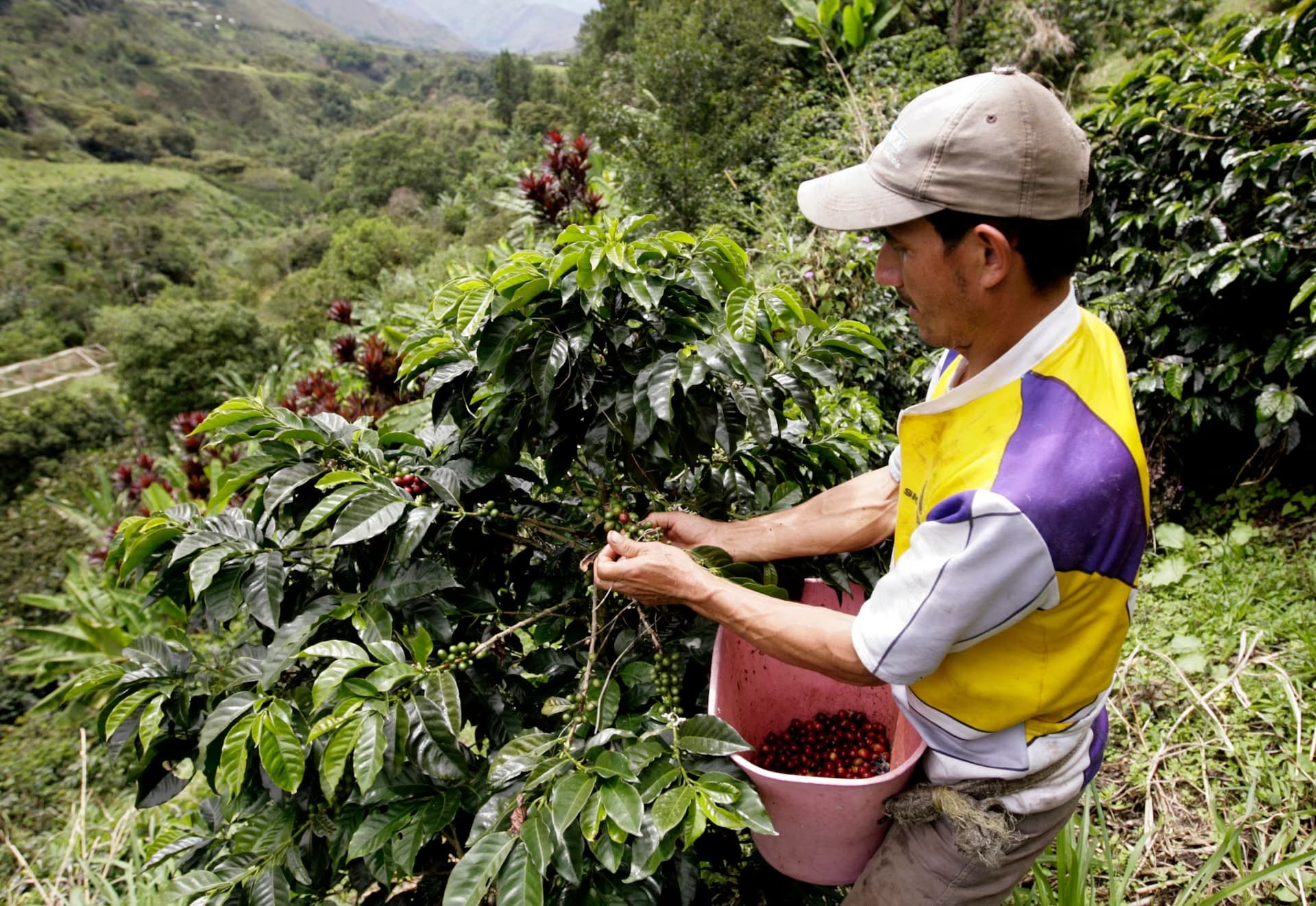 Race to save the bean: Can coffee survive a changing climate?