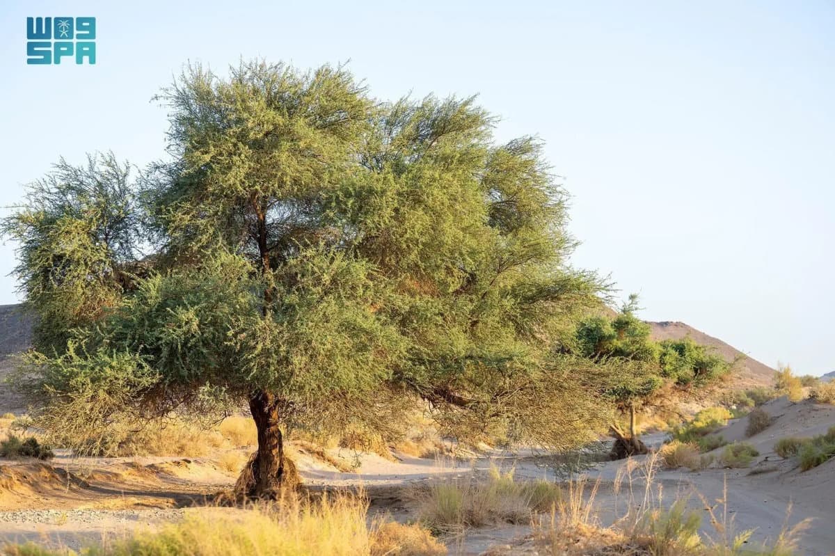 Beyond planting trees: Why Saudi Arabia’s acacias need protection to survive