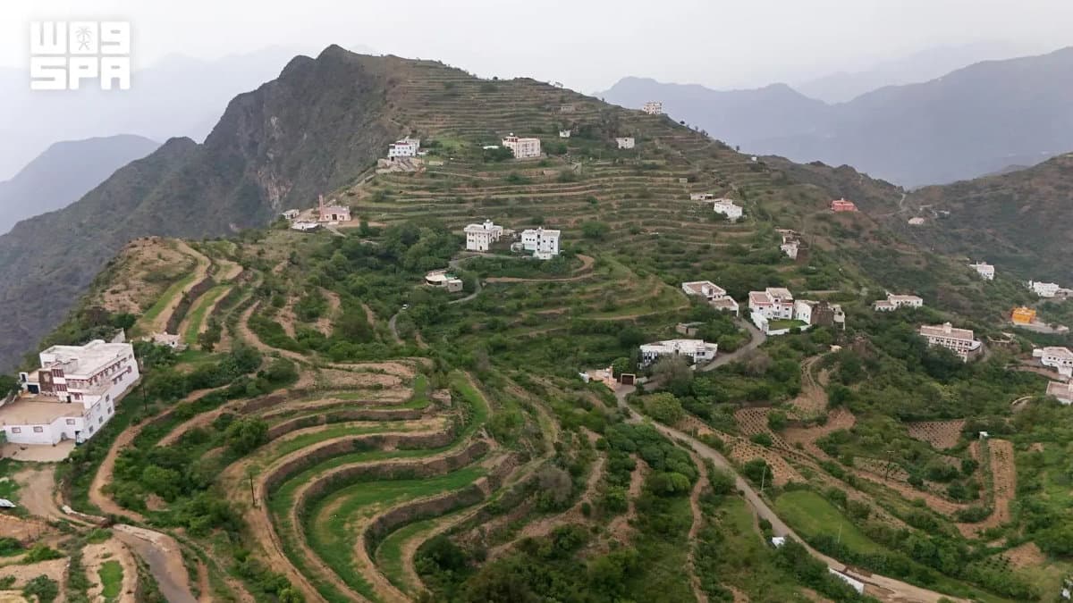 Asir’s mountain terraces emerge as Saudi coffee production hub