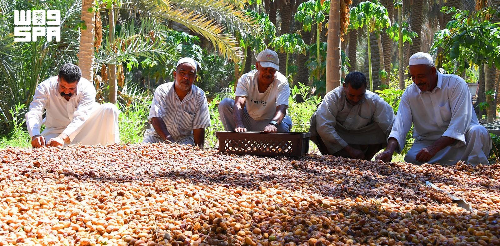 Saudi date exports near $534m as Kingdom retains global lead