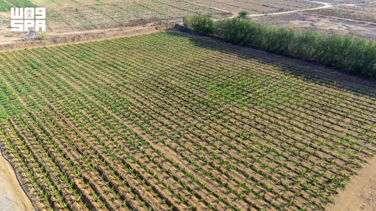 Jazan crop diversity strengthens Saudi food security goals