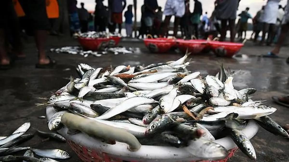 India moves a step closer towards national action plan for small-scale fishers