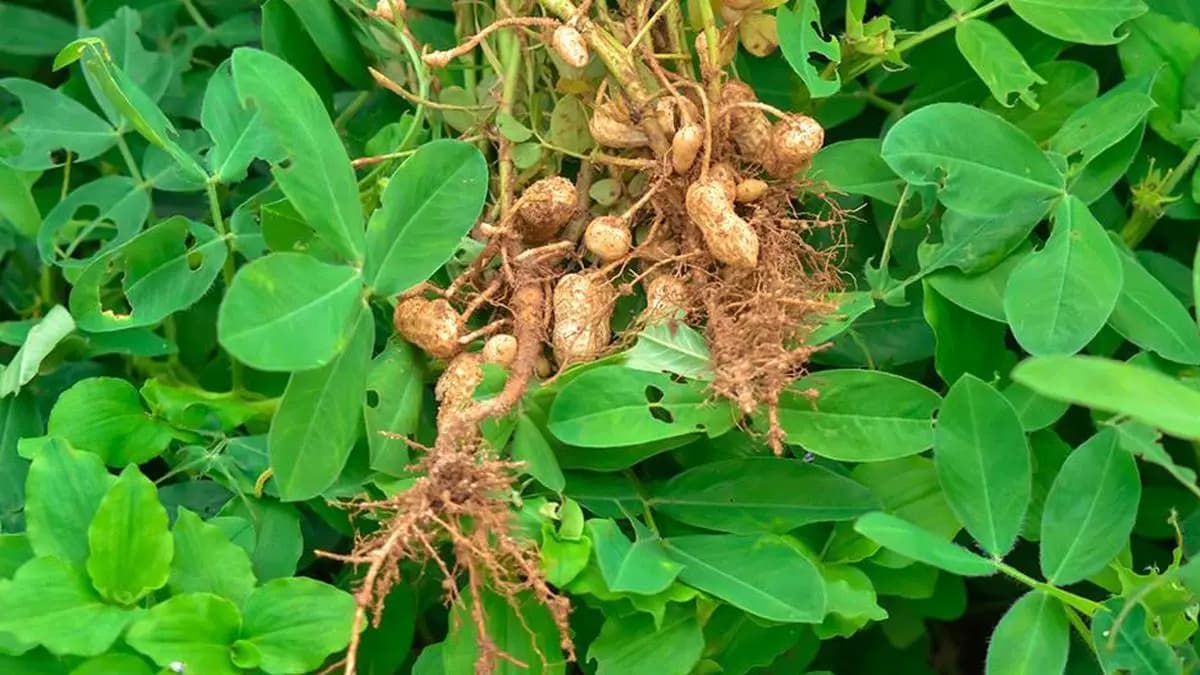 Farmers in Rajasthan’s Jhalawar optimistic about higher soybean, groundnut yields