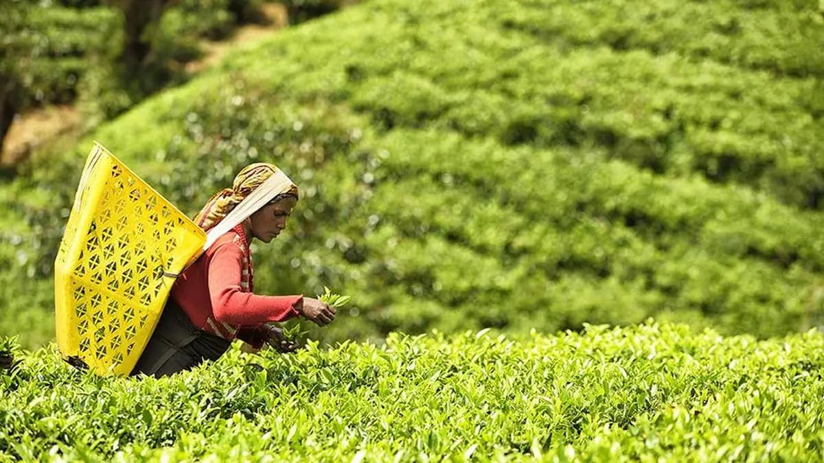 Tea prices drop at Kochi auctions on weak upcountry, subdued demand