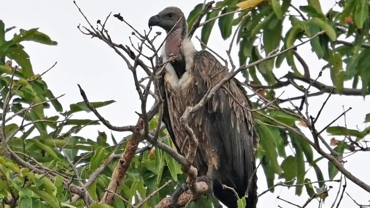 Maharashtra’s tiger reserves give captive-bred vultures a fighting chance in the wild