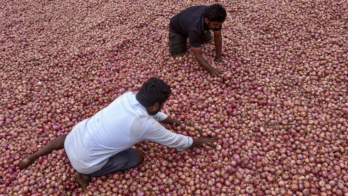 Spike in onion prices likely to persist as drought hits Karnataka cultivation