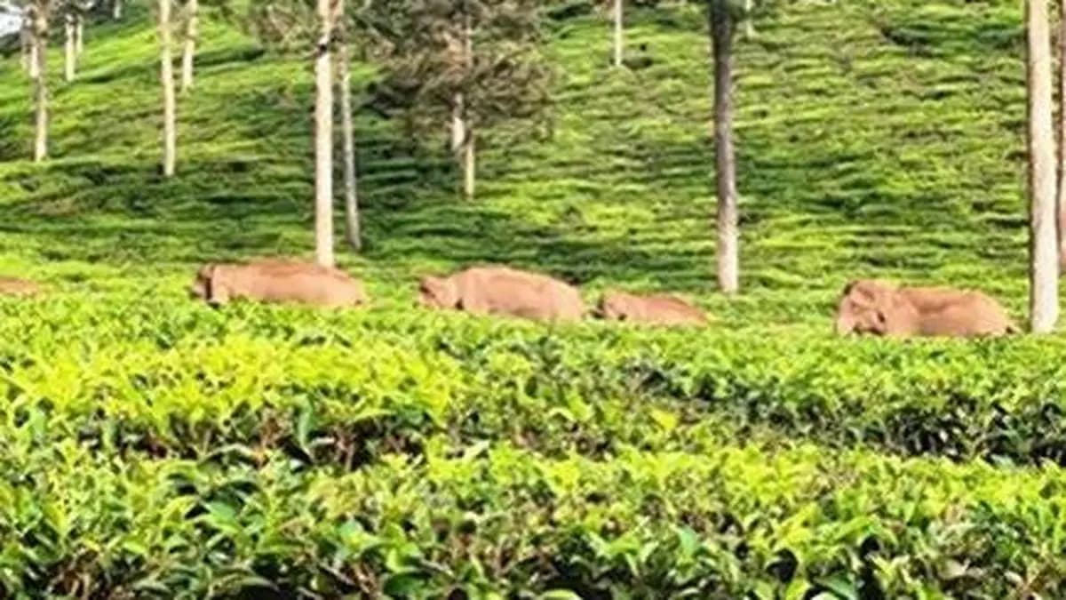 Export demand lift orthodox tea prices in Kochi auctions