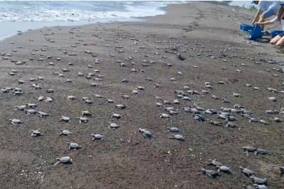 More than 3,000 baby sea turtles released in Mexico