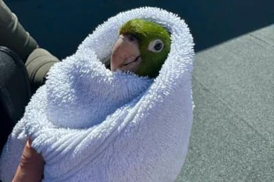 Watch: Stuck parrot rescued from third-floor balcony in San Francisco