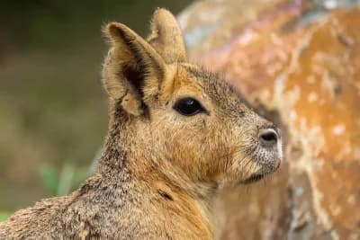 Three Patagonian maras escape from Netherlands zoo