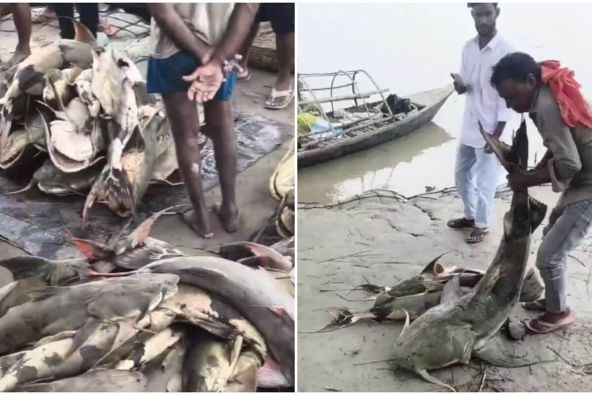 'Avoid Eating Or Selling': Bihar Warns After 'Unusual-Looking' Fish Washed In By Nepal Floods