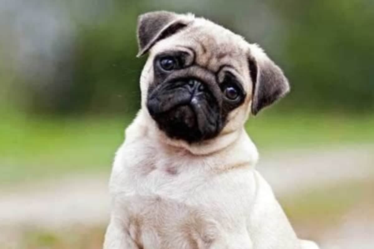 Wife Cannot Follow Her Husband Everywhere Like Vodafone Ad’s Dog: Madras High Court