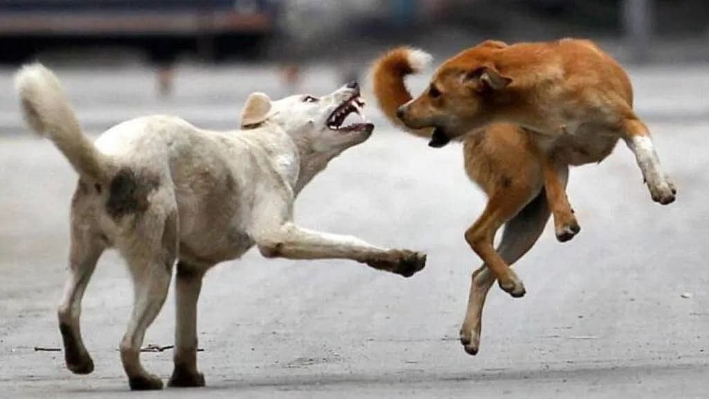 Dogs Behind 86% Of Animal Bites; 735 Children Among Victims In Indore
