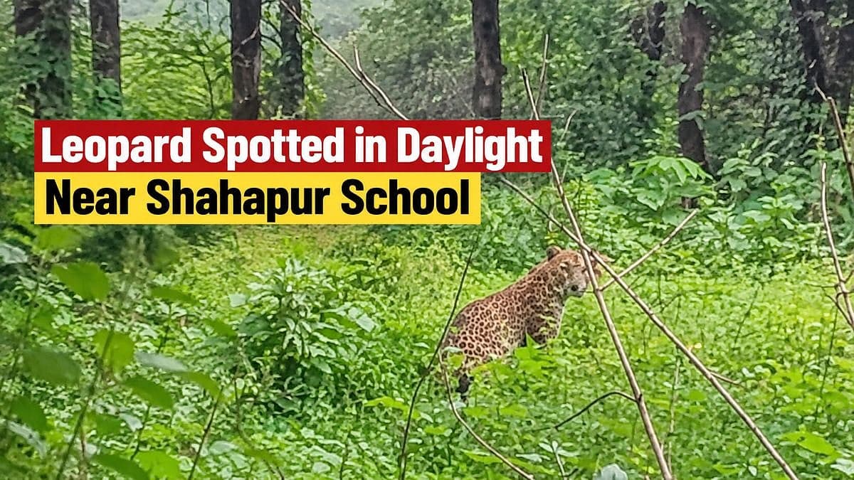 Leopard Spotted In Daylight Near Shahapur School; Villagers Seek Urgent Forest Department Action
