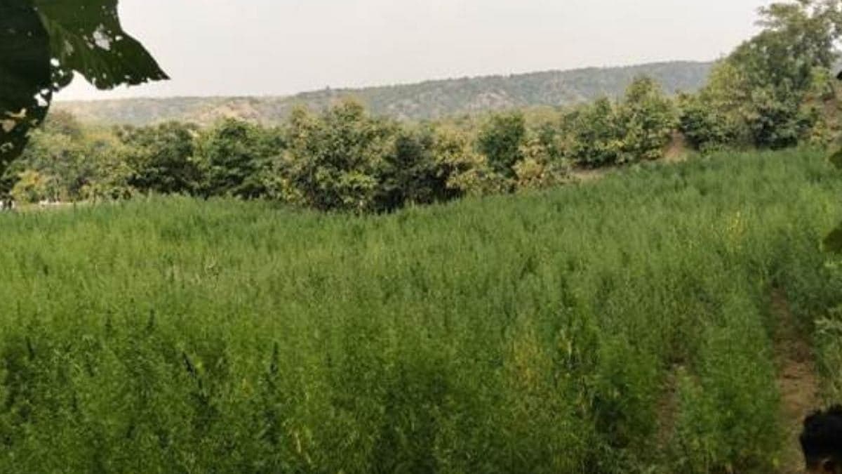 Indore DRI, CBN Destroy 2.86 Hectares Cannabis Crop In Maharashtra Wildlife Sanctuary