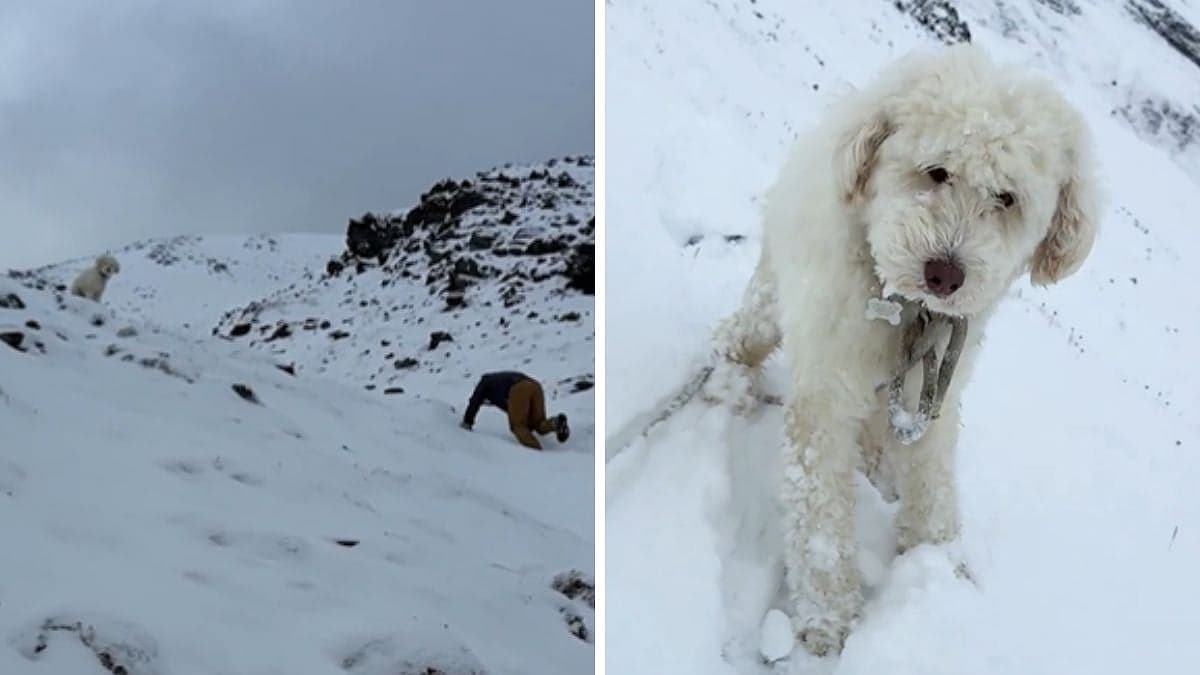 Huskydoodle Rescued After Miraculously Surviving Alone For 2 Days In Alaskan Wilderness After Avalanche; AirTag Gives Crucial Clue | VIDEO