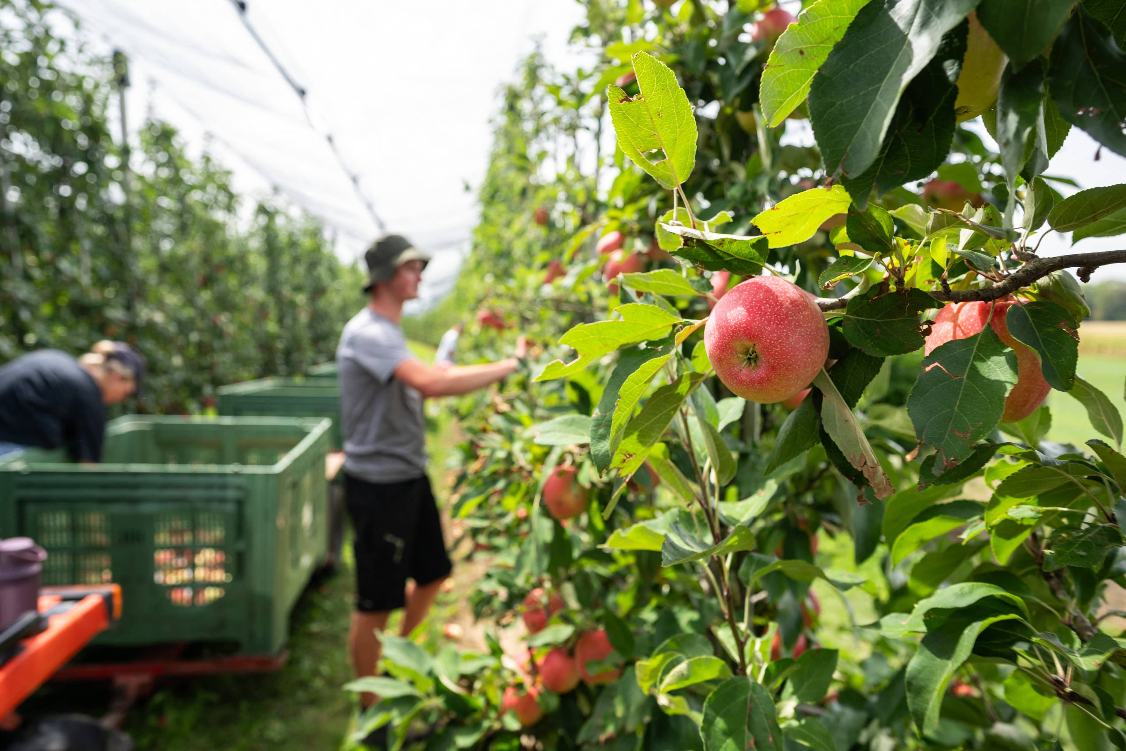 Major fruit grower lays off nearly 1,000 workers