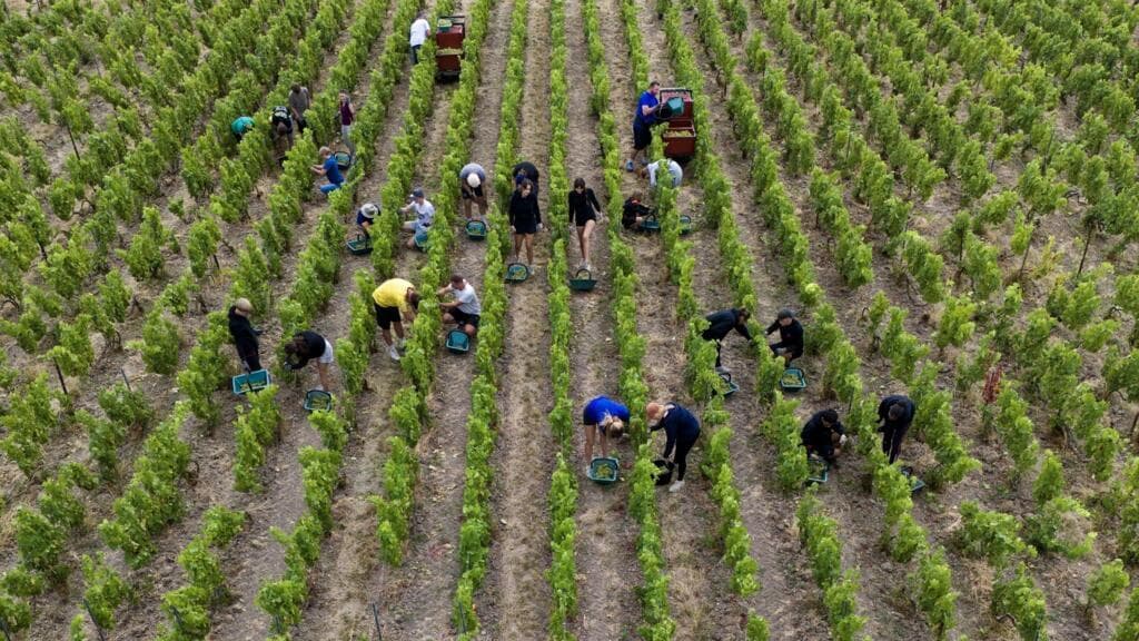 France’s record heatwave pushes champagne alcohol levels to historic high