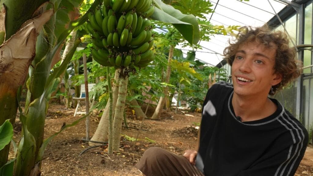 French farmers turn to tropical crops amid rising temperatures