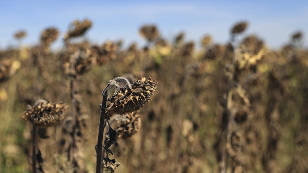 France announces €1 billion aid for farmers recovering from drought, heatwaves