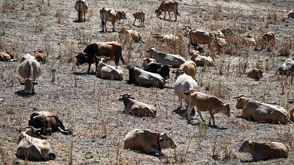 France struggles to fund farm climate adaptation as losses mount