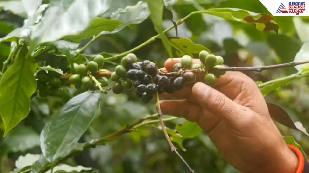 Kodagu: ಮಳೆ ಕೊರತೆಯಿಂದ ಕೊಳೆರೋಗದ ಕರಾಳ ಛಾಯೆ; ಆತಂಕದಲ್ಲಿ ಕಾಫಿ ಬೆಳೆಗಾರರು, ಪರಿಹಾರಕ್ಕಾಗಿ ಆಗ್ರಹ