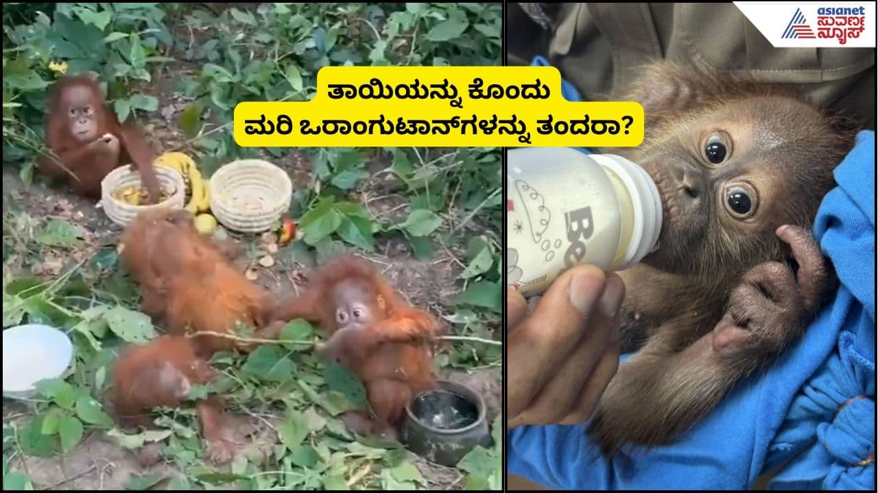 Mystery as Rare Orangutans Rescued in Odisha