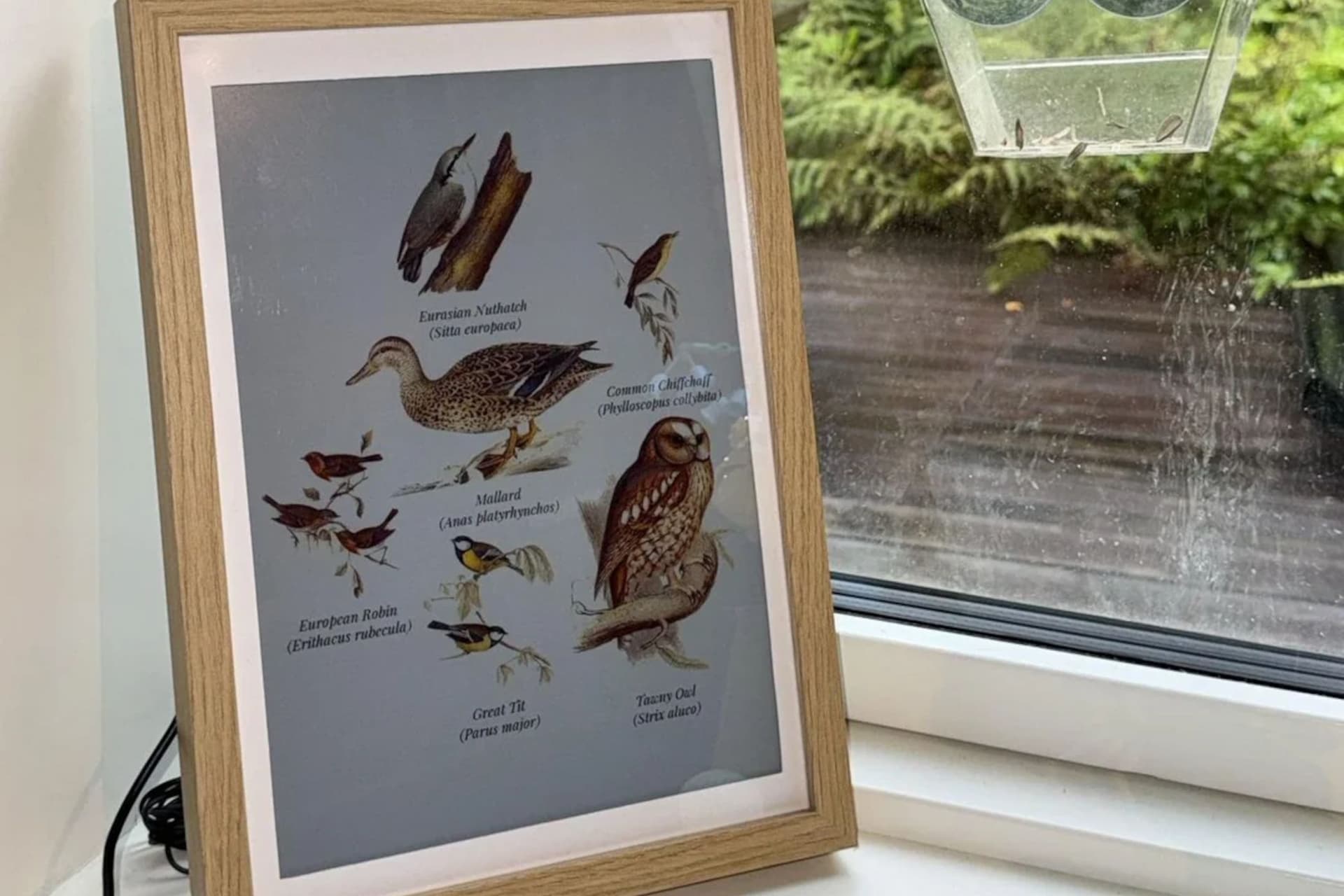 This Raspberry Pi 5 e-ink project listens to your garden and draws the birds it hears
