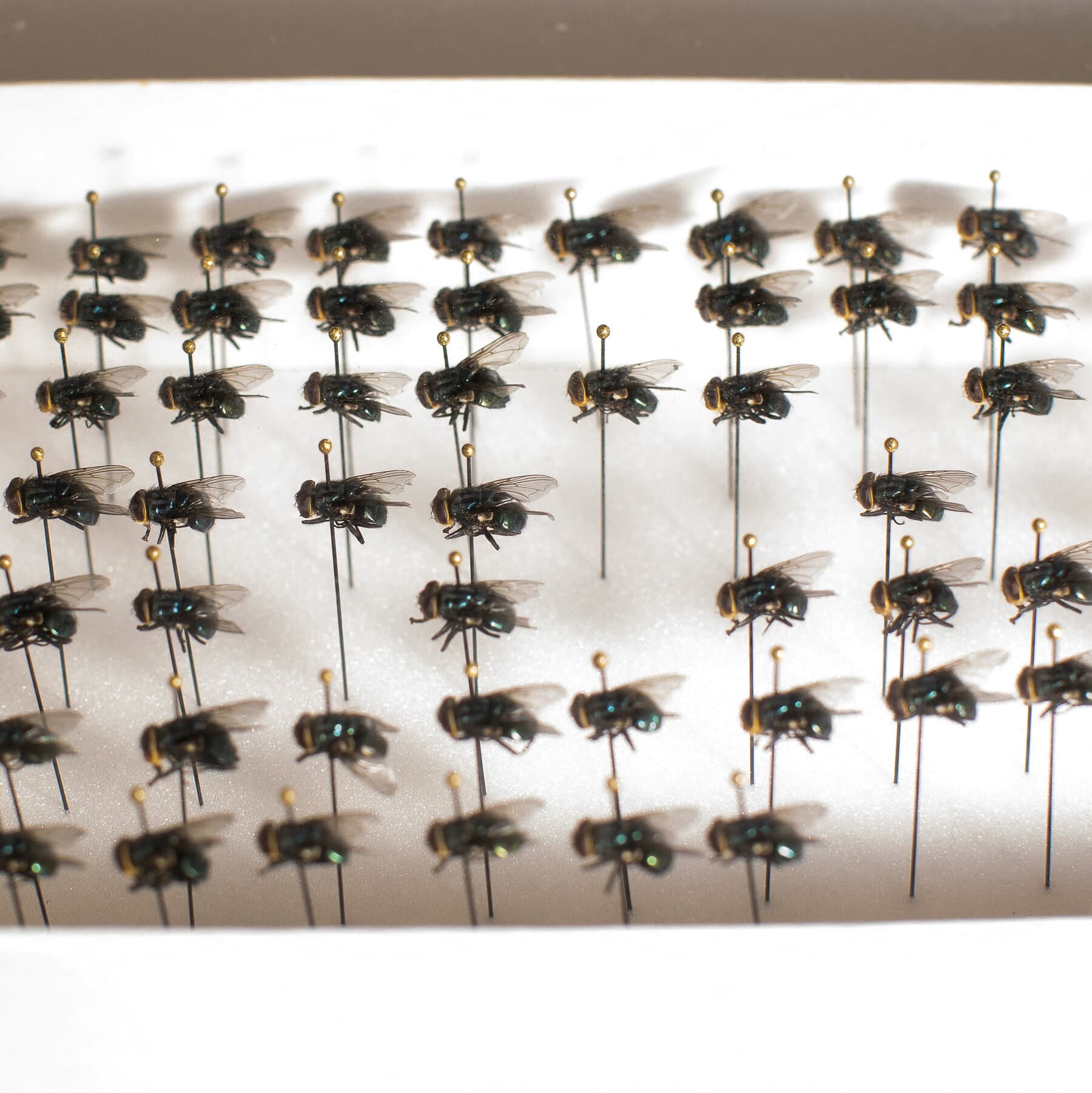Screwworm Flies Steer Clear of Agriculture Dept. Traps