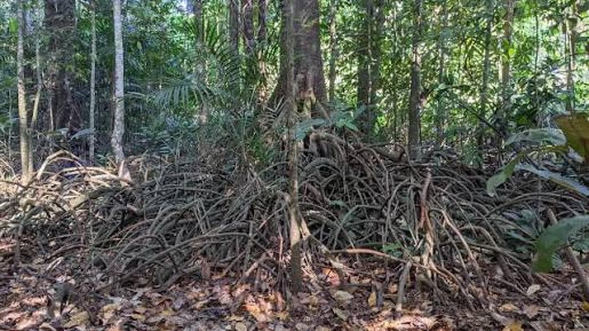 Rare freshwater swamps in the Western Ghats are on the cusp of extinction