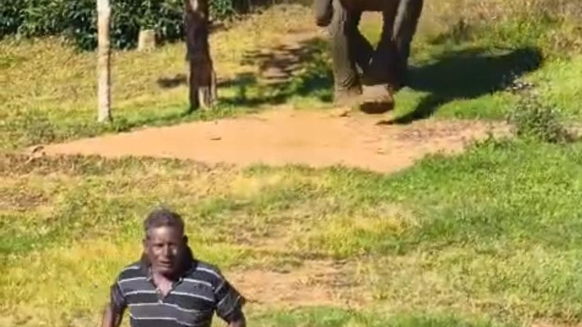 Dramatic escape in Munnar as tea estate worker evades charge by wild elephants