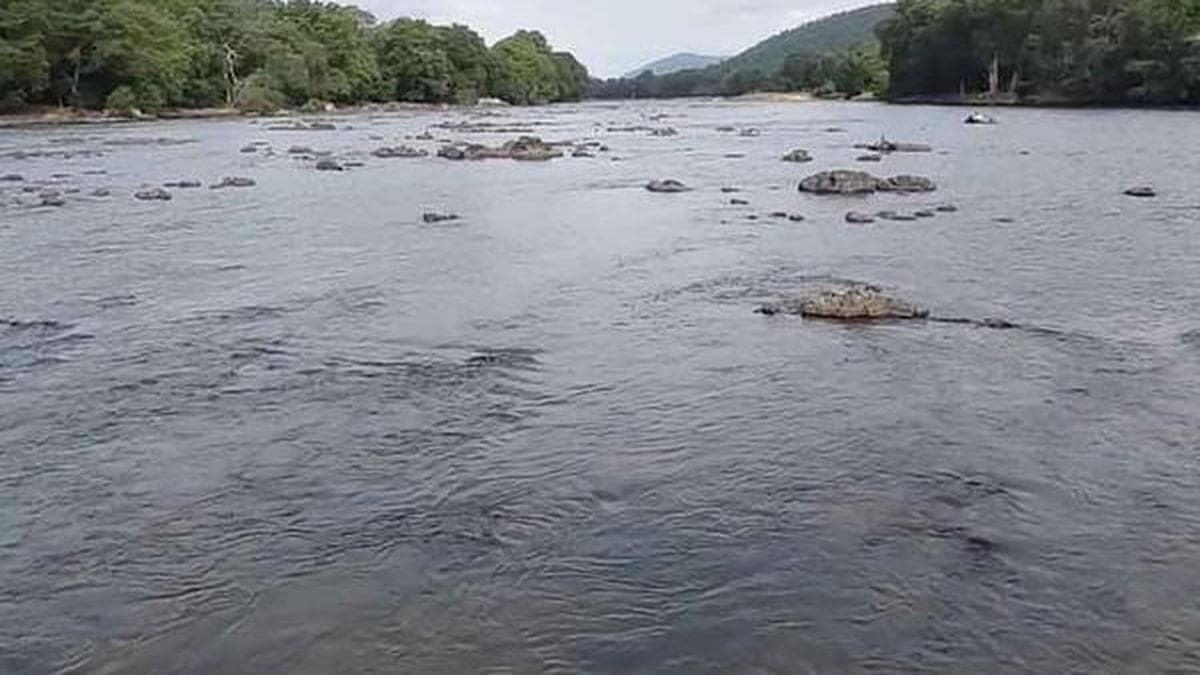 Karnataka files appeal before CWMA seeking reduction in water release