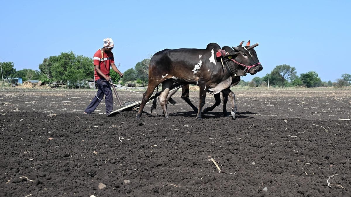 Dalit man transporting cattle forced to eat cattle dung by ‘cow vigilantes’ in Maharashtra; no arrest made yet