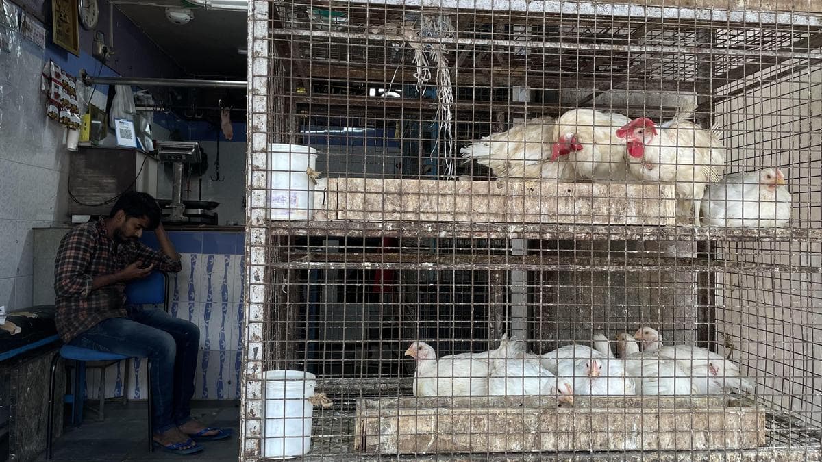 Chicken shops in Bengaluru to shut over waste disposal fee