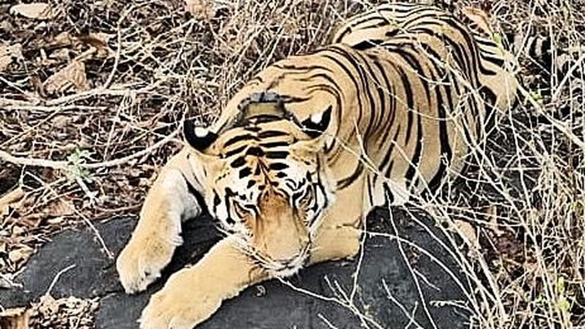 Tiger movement creates panic at Polavaram project site in A.P.