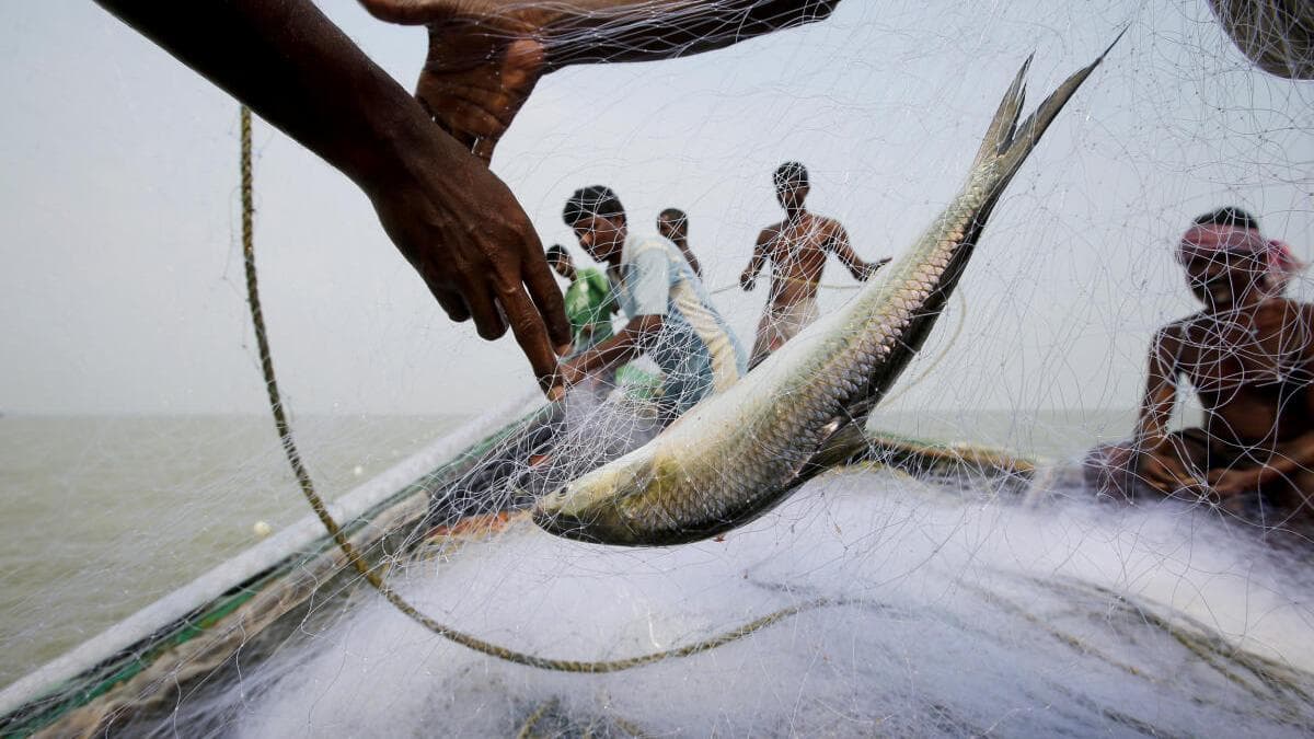 Where Kolkata’s hilsa comes from and why its waters may shape its taste