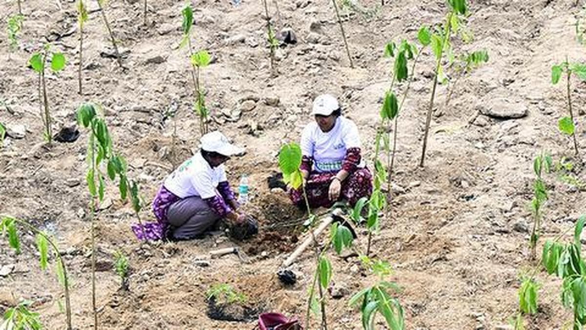 Community plantation: Citizen interest high but most plantation spots fail field test