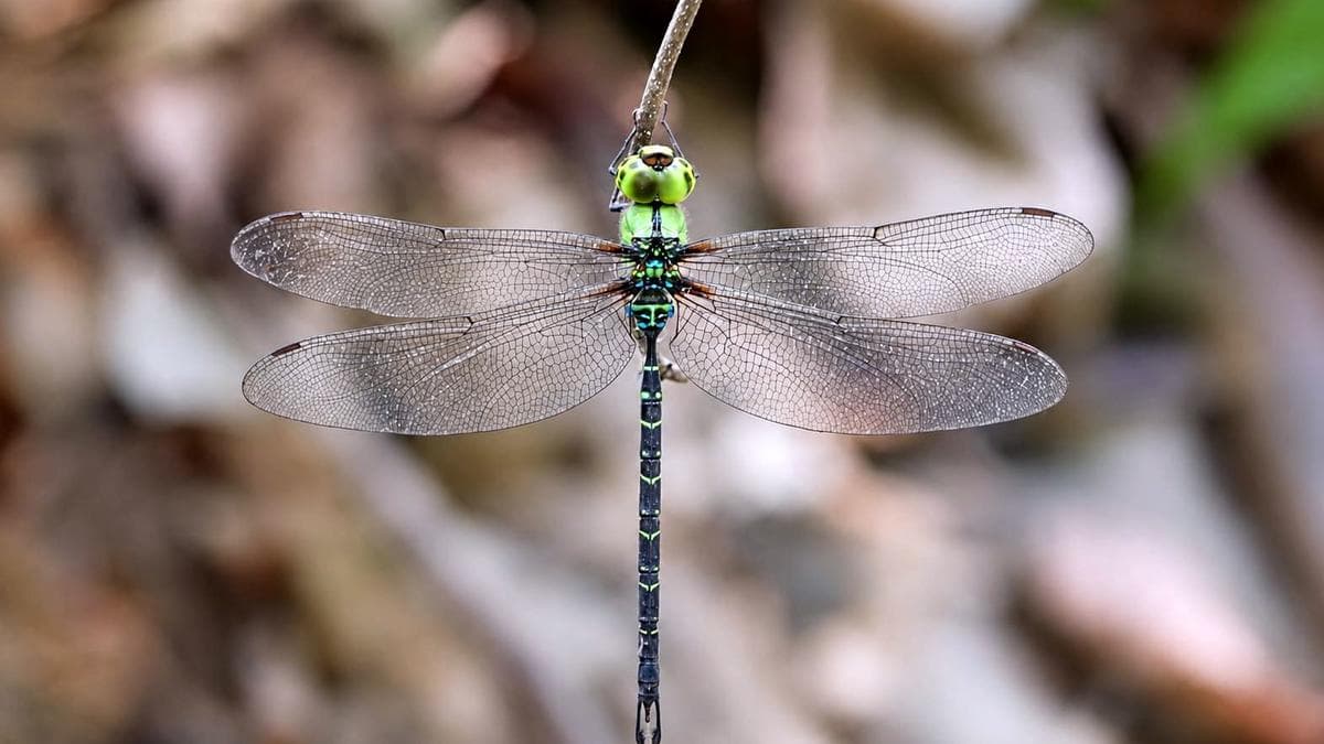 Spoon-tailed duskhawker: Arunachal find fattens India’s dragonfly list