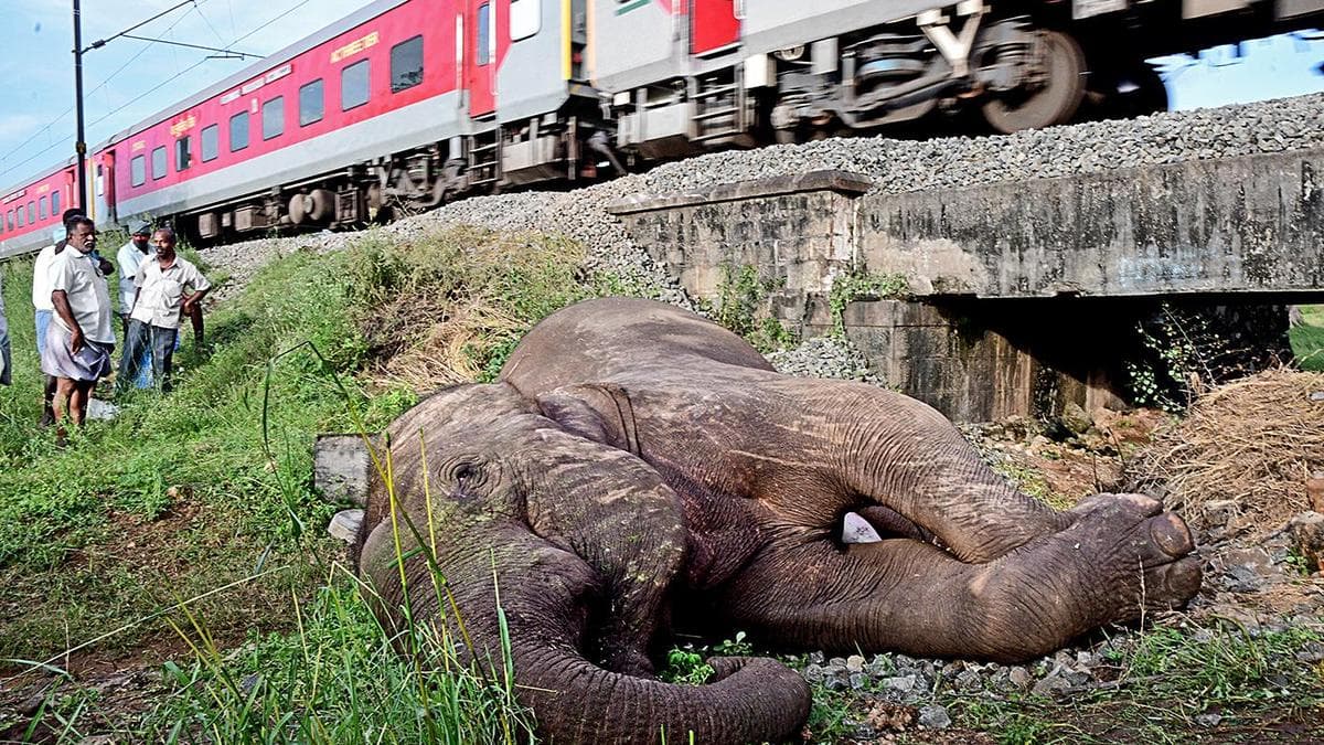 ANEC serves legal notice over elephant deaths on Walayar rail corridor