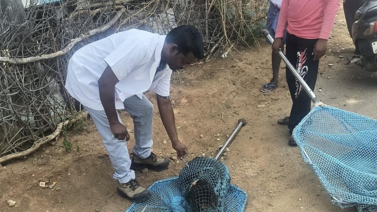 Tiruchi Corporation steps up anti-rabies vaccination of stray dogs