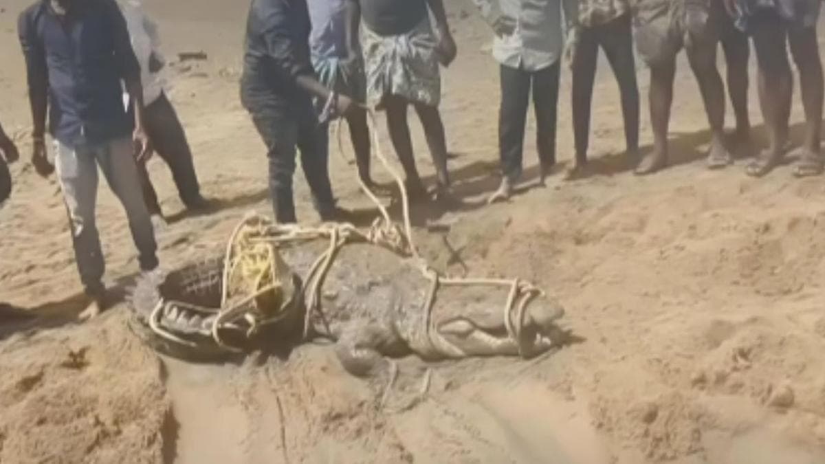 Villagers drag, beat crocodile driven ashore by shrinking Tungabhadra in Andhra’s Kurnool